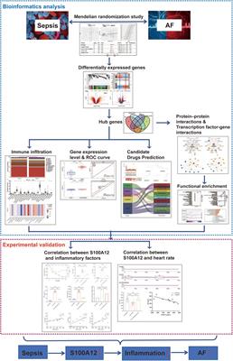 Amlexanox reduces new-onset atrial fibrillation risk in sepsis by downregulating S100A12: a Mendelian randomization study